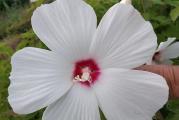 Močvarni hibiskus – hibiscus moscheutos je višegodišnja grmolika biljka poreklom iz močvara, vlažnih livada i šuma od Ontaria do Floride.

Cvetovi mogu biti prečnika i do 20 cm (izgledaju kao tanjiri iz daljine). Biljka u periodu od jula do septembra izgleda očaravajuće. Ovu biljku obožavaju pčele, leptiri i ptice i redovno je posećuju tokom leta.

Biljka dostiže visinu od  1 – 1,5 m.

Močvarni hibiskus se najčešće sadi na vlažnim terenima. Odgovara mu zemljiše koje je bogato humusom, mada je biljka tolerantna i na tlo lošijeg kvaliteta. Preporučuje se redovno zalivanje biljke, naročito tokom leta kada su temperature visoke. Biljka će biti najlepša ako je sadite na punom suncu gde je cirkulacija vazduha dobra i gde je biljka zaštićena od udara jakih vetrova.

U jesen orežite biljku skroz do dole. Novi izdanci će krenuti kasno na proleće, ali čim se pojave njihov rast će biti veoma  brz. Ova vrsta se razmnožava semenom ili deljenjem biljke u proleće. Veoma dobro podnosi niske temperature.


Kupujete biljku u saksiji fi 15 cm, trogodisnja biljka. Cvet kao na slici.